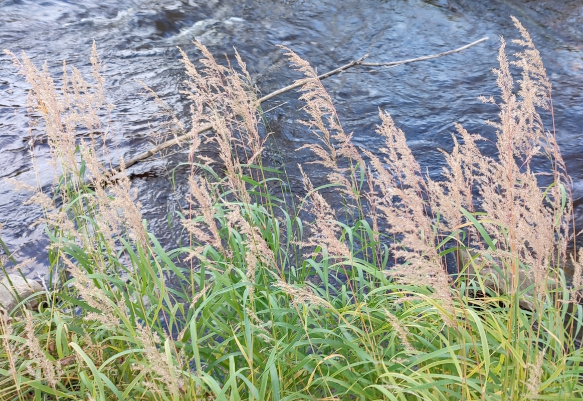 Image of Calamagrostis purpurea specimen.