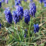 Muscari neglectum