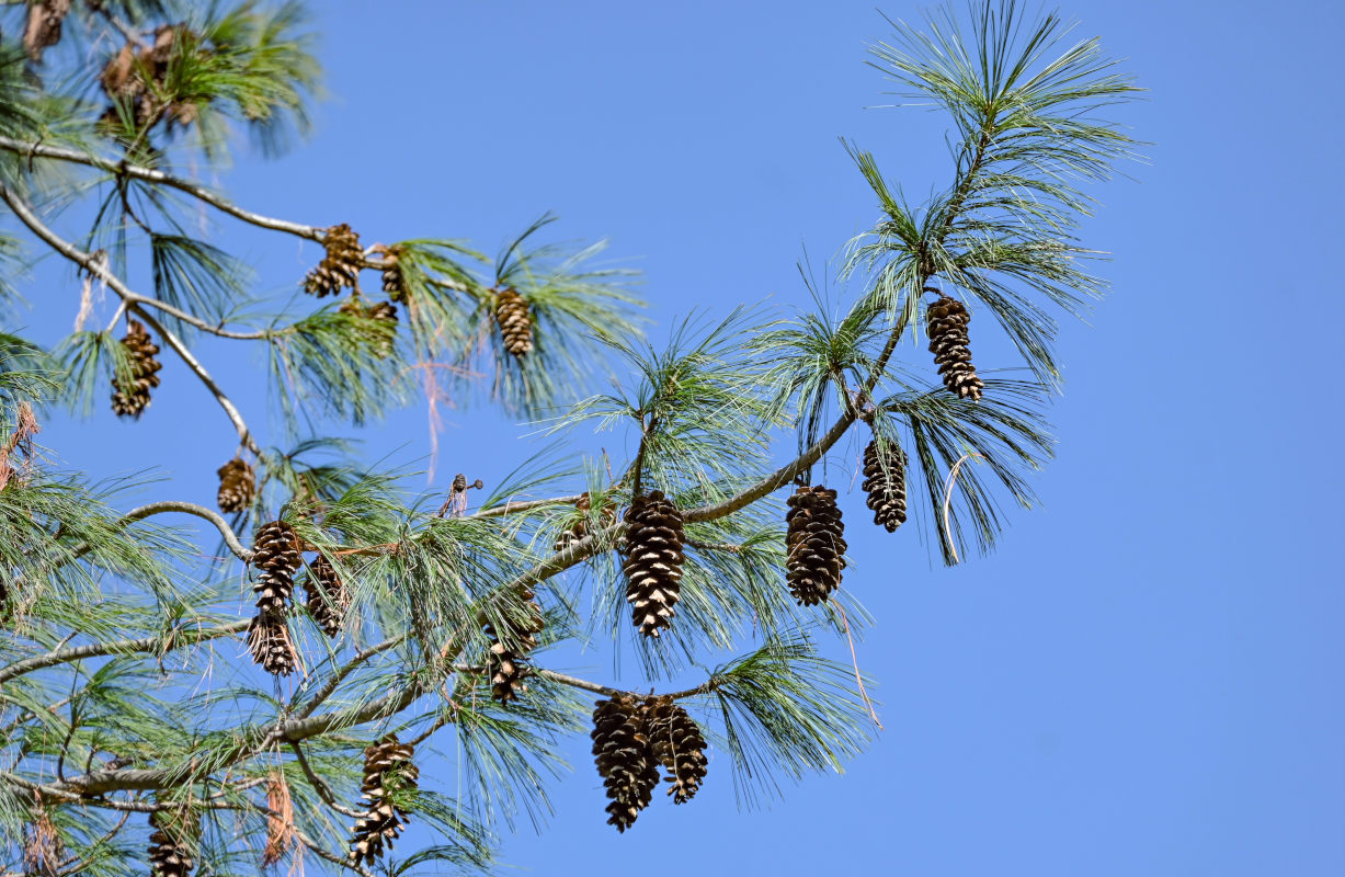 Image of Pinus palustris specimen.