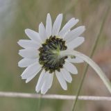 Tripleurospermum caucasicum