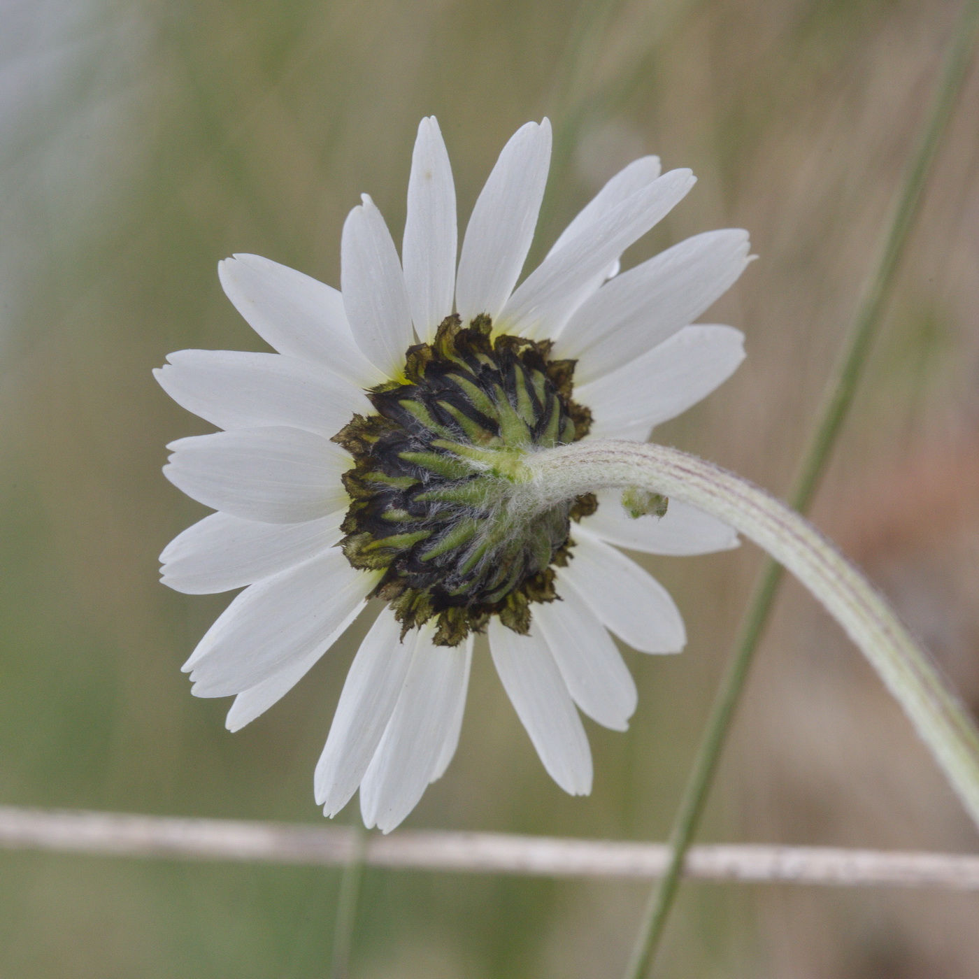 Изображение особи Tripleurospermum caucasicum.