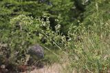 Galium mollugo