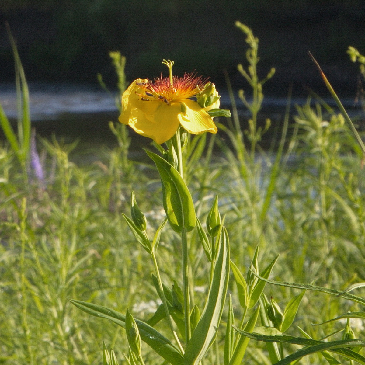 Image of genus Hypericum specimen.