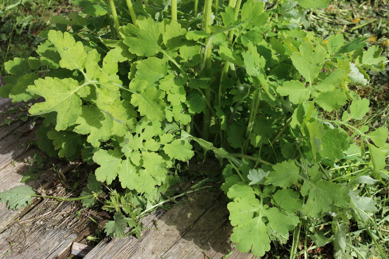 Изображение особи Chelidonium majus.
