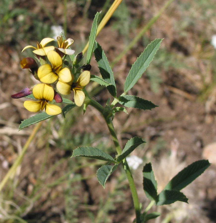 Изображение особи Melilotoides ruthenica.