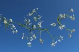 Galium palustre. Верхушка цветущего растения (извлечено из субстрата, на боку). Ленинградская обл., Ломоносовский р-н, окр. Шепелёвского маяка; п-ов Каравалдай, берег Финского залива, граница приморского луга и крупнопесчаного берегового вала. 22.06.2025.