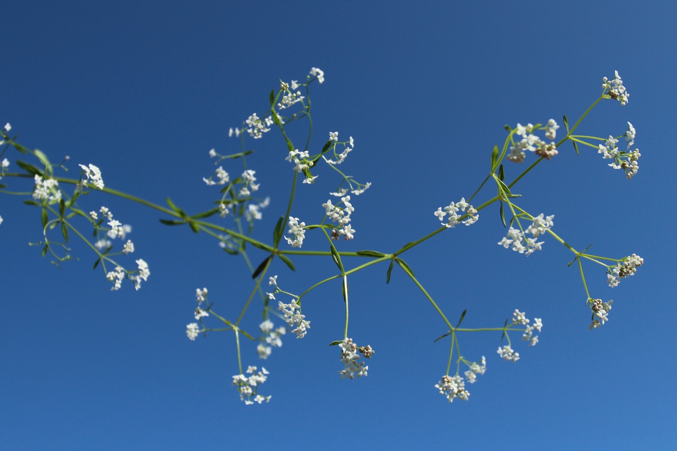 Image of Galium palustre specimen.