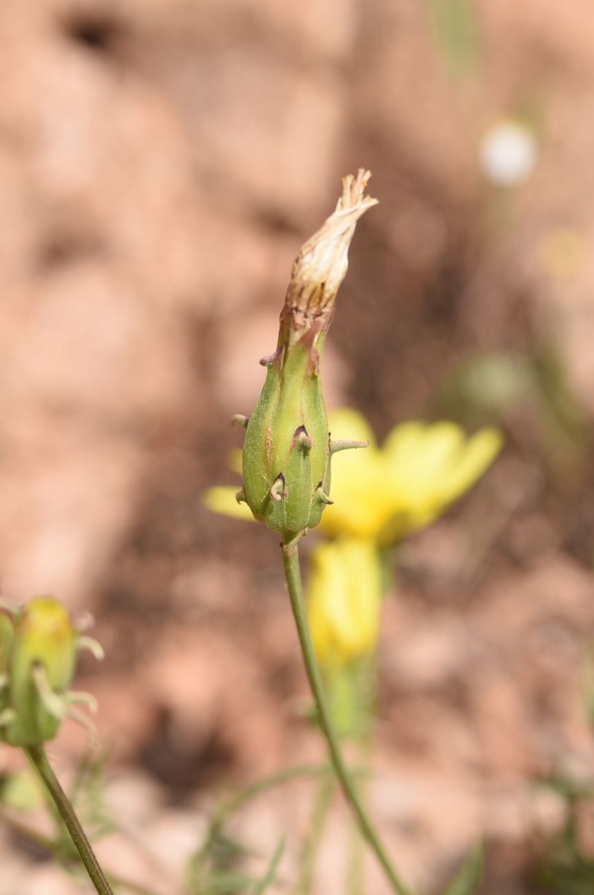 Image of Scorzonera meyeri specimen.