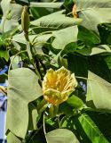 Liriodendron tulipifera
