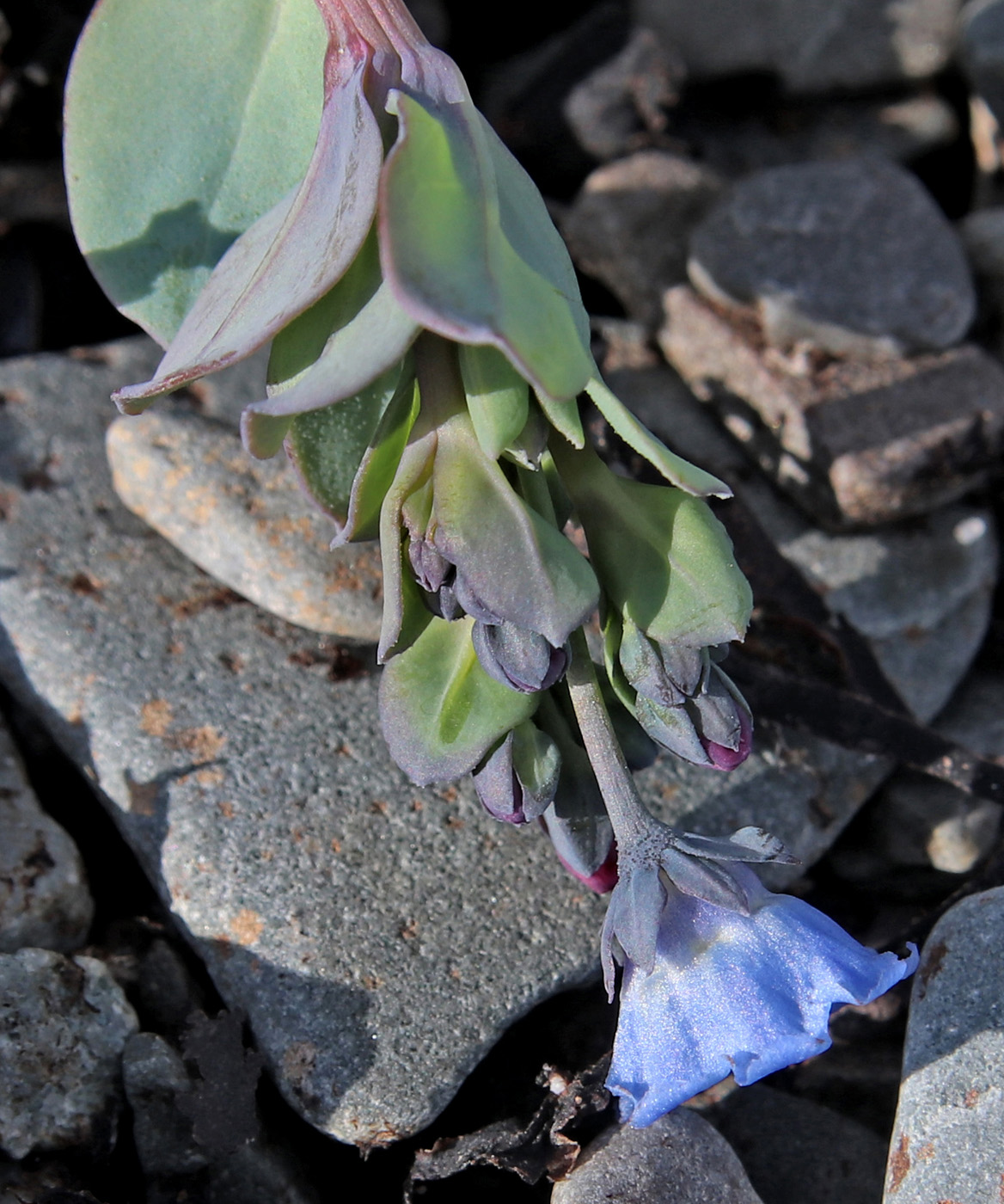 Image of Mertensia maritima specimen.