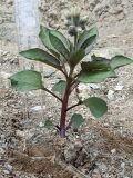 Physochlaina alaica. Цветущее растение. Алайский хр. Апрель 2024 г.
