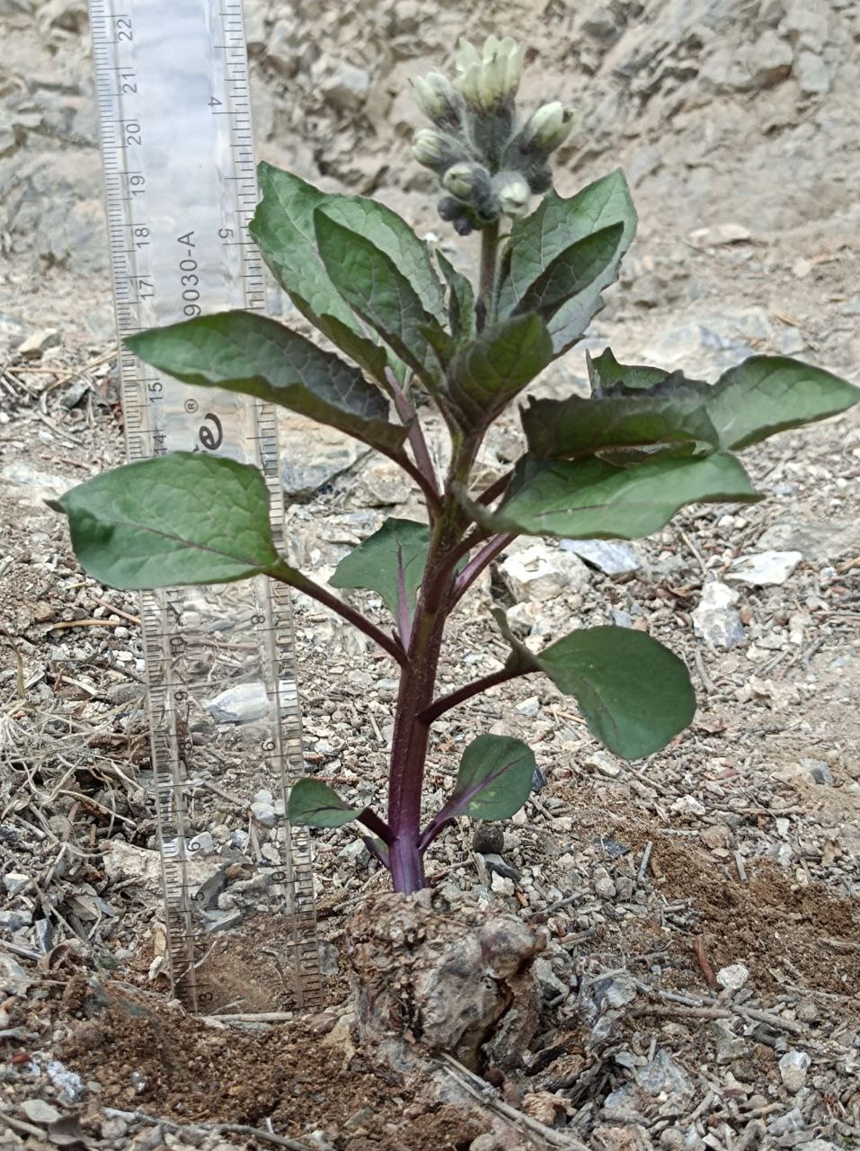 Image of Physochlaina alaica specimen.