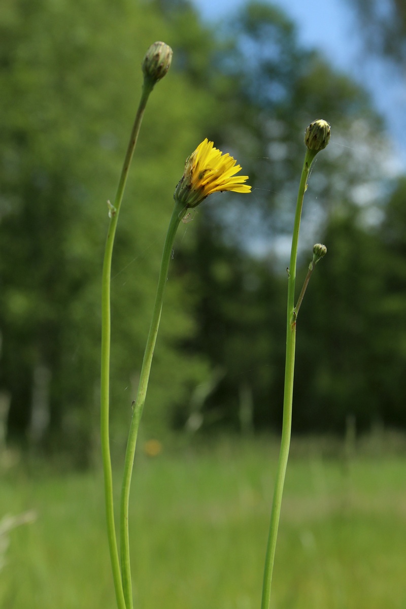 Изображение особи Hypochaeris radicata.