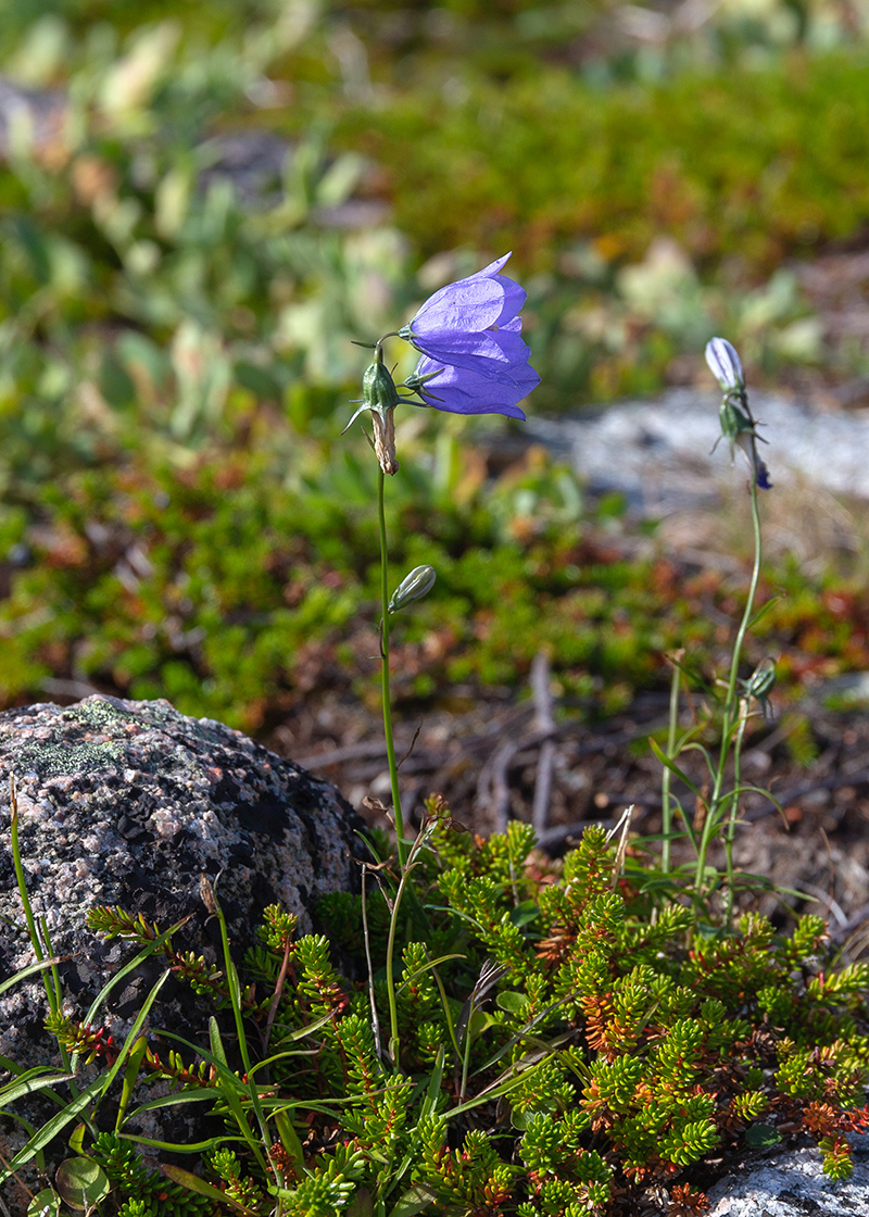 Изображение особи Campanula rotundifolia.