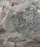 Image of taxon representative. Author is Игорь Евдокимов