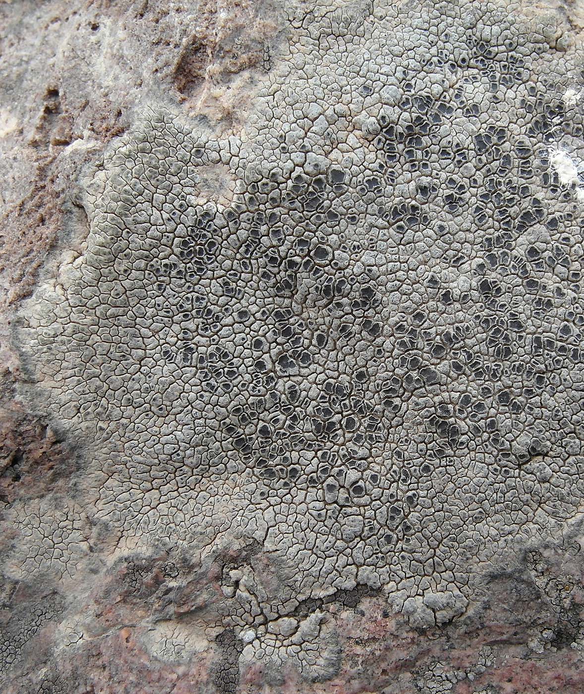 Image of Aspicilia fumosa specimen.