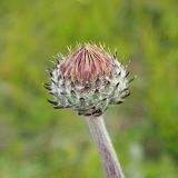 Jurinea arachnoidea. Формирующееся соцветие-корзинка. Ульяновская обл., Мелекесский р-н, окр. пос. Вишенка, спуск в долину р. Бирля, луговая степь. 18.05.2024.