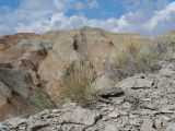 Ephedra equisetina. Вегетирующее растение. Казахстан, Жетысуская обл., Панфиловский р-н, отроги Джунгарского Алатау, горы Долонтау, пестроцветы. 19 сентября 2025 г.