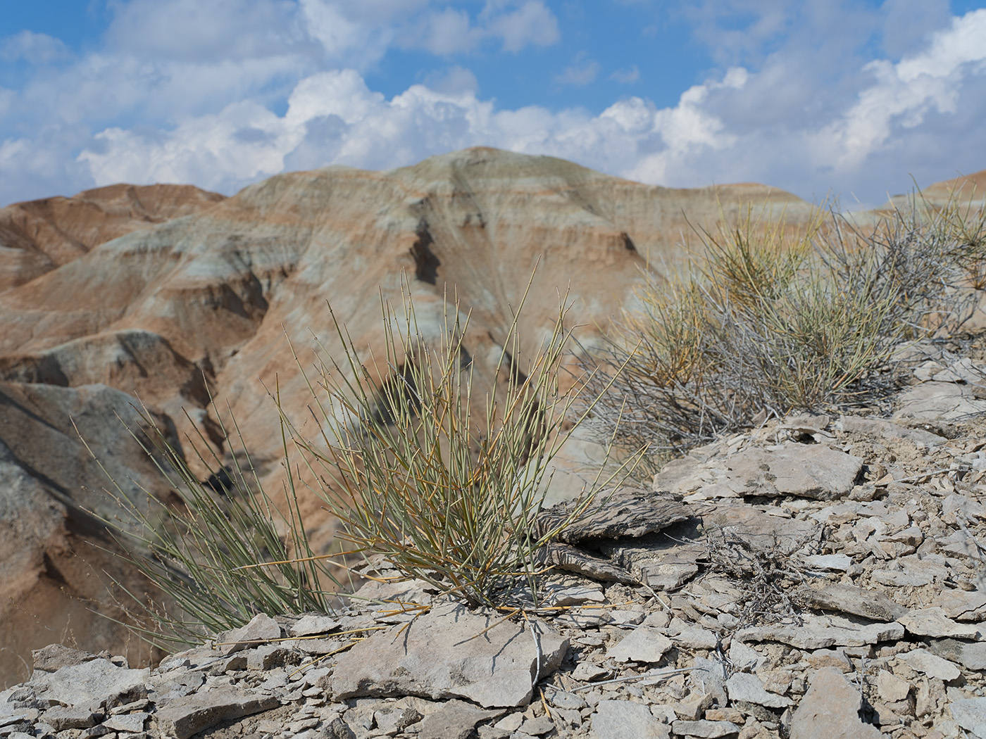 Image of Ephedra equisetina specimen.