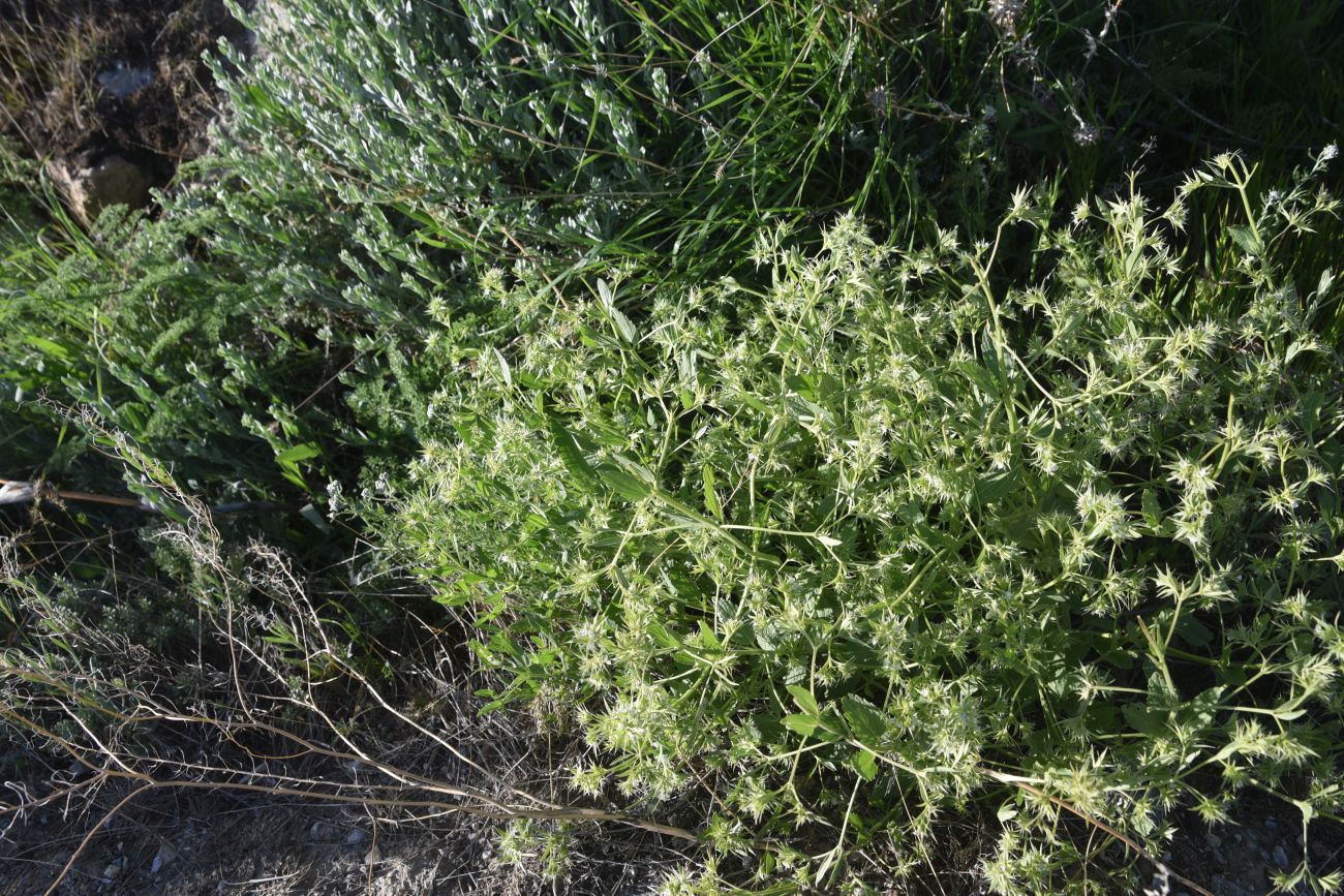 Image of Unknown species specimen.