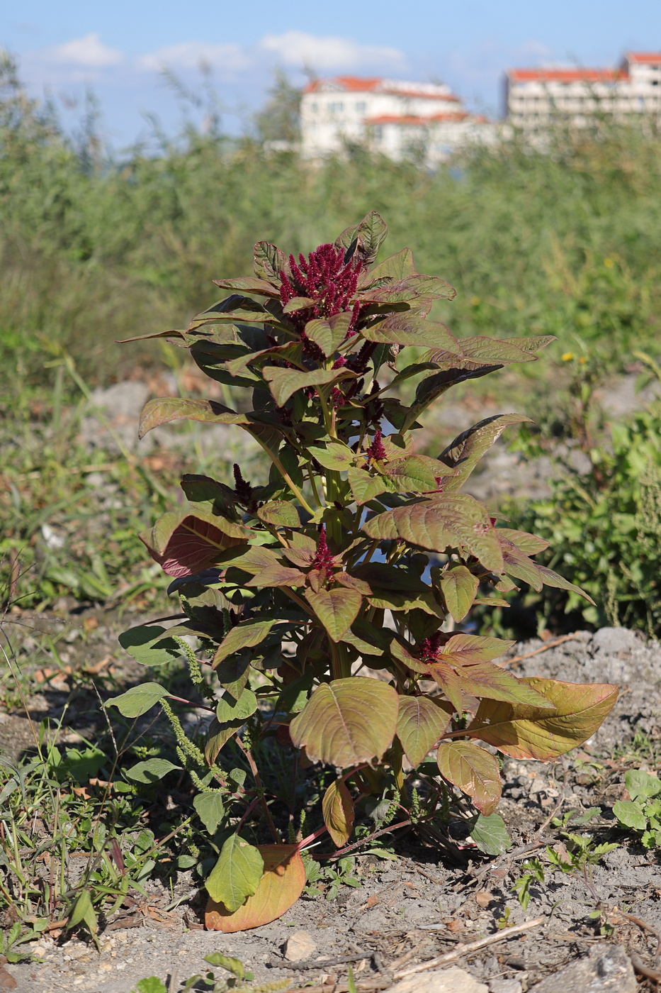 Image of Amaranthus hypochondriacus specimen.