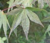 genus Acer. Лист. Абхазия, г. Сухум, Ботанический сад. 13.08.2024.