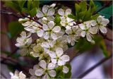 Prunus spinosa. Часть ветви с цветками и листьями. Московская обл., Раменский р-н, окр. дер. Хрипань, садовый участок. 29.04.2025.