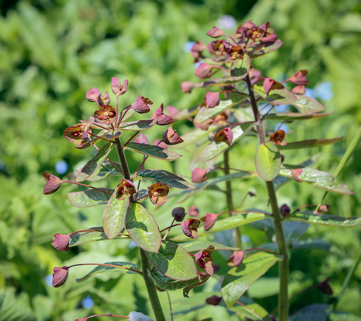 Изображение особи Euphorbia oblongifolia.