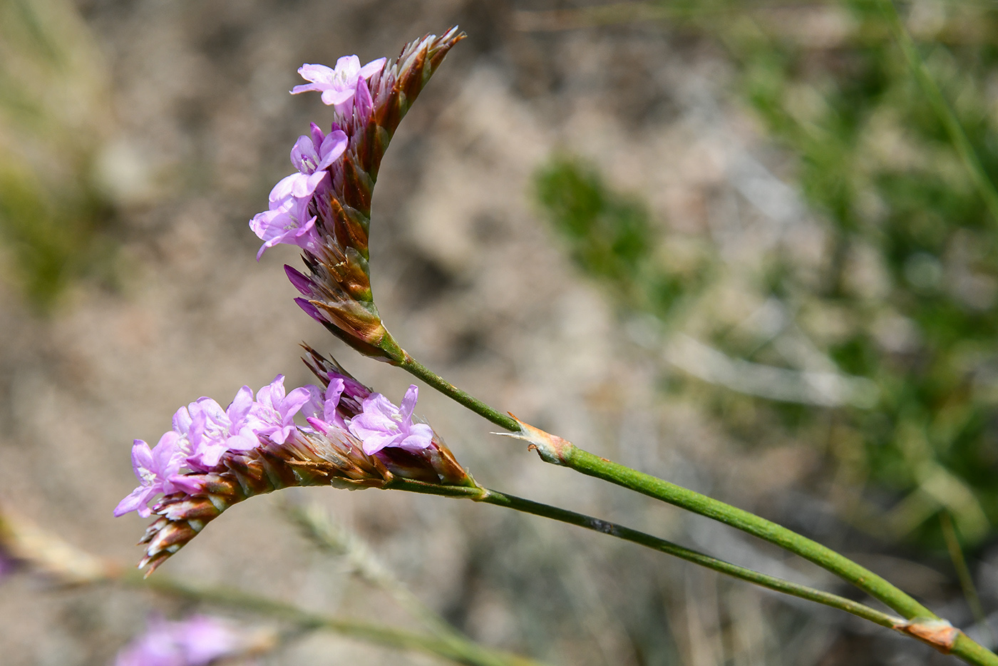 Image of Ikonnikovia kaufmanniana specimen.