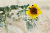Helianthus annuus. Верхушка растения с соцветием с погрызенными лепестками и с кормящимися жуками-нарывниками Mylabris variabilis, и медоносной пчелой. Ростовская обл., Октябрьский р-н, окр. станицы Бессергеневская, окраина поля (Secale ?). 12.06.2012.