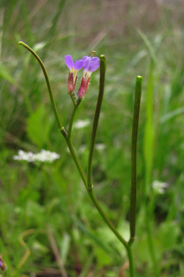 Image of Arabis verna specimen.