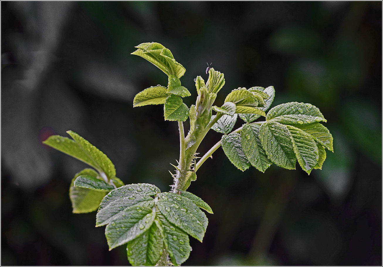 Image of Rosa rugosa specimen.