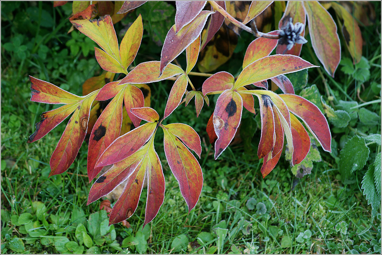 Изображение особи Paeonia lactiflora.