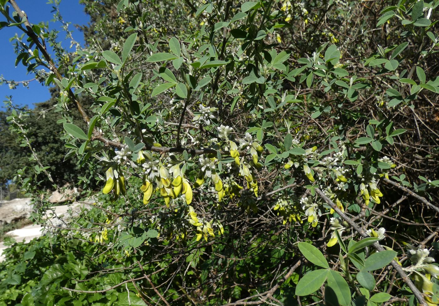 Image of Anagyris foetida specimen.