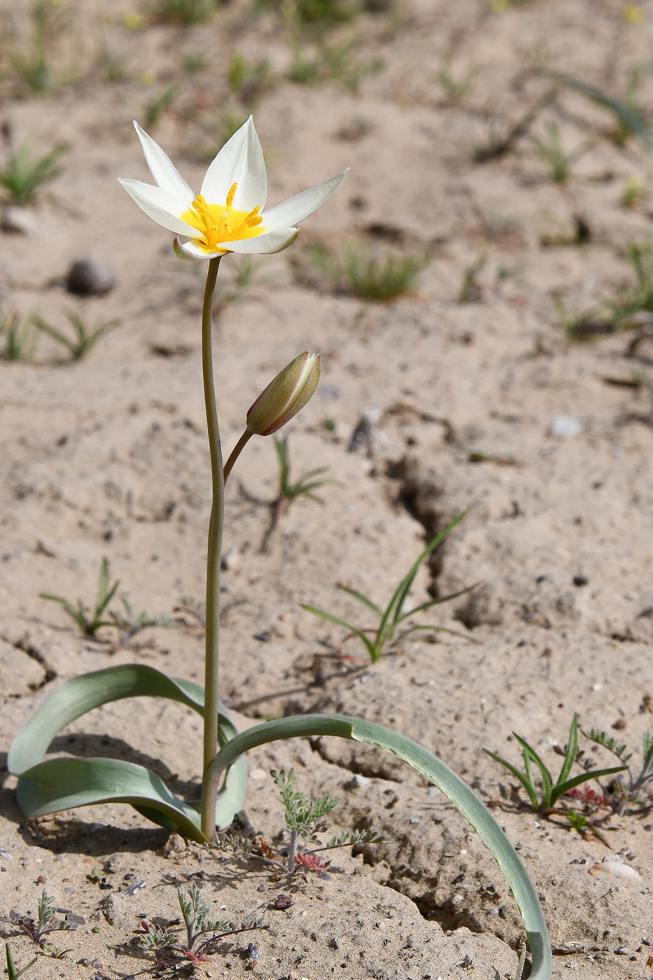 Изображение особи Tulipa buhseana.
