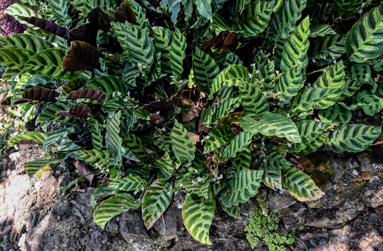 Image of Goeppertia louisae specimen.