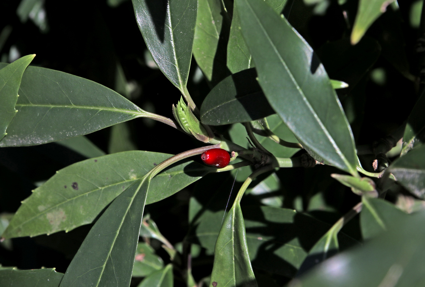 Изображение особи Aucuba japonica.