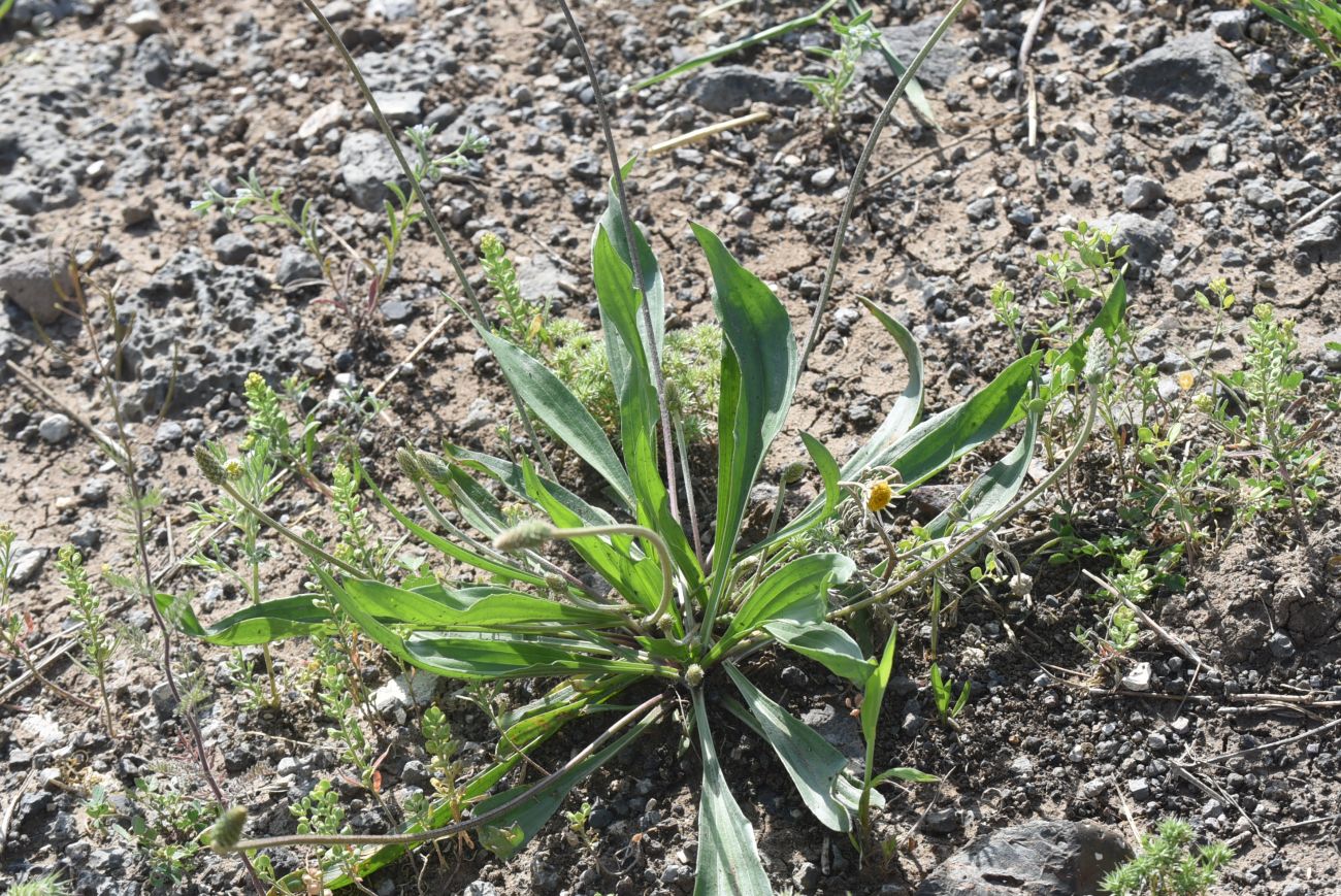 Image of Plantago lanceolata specimen.