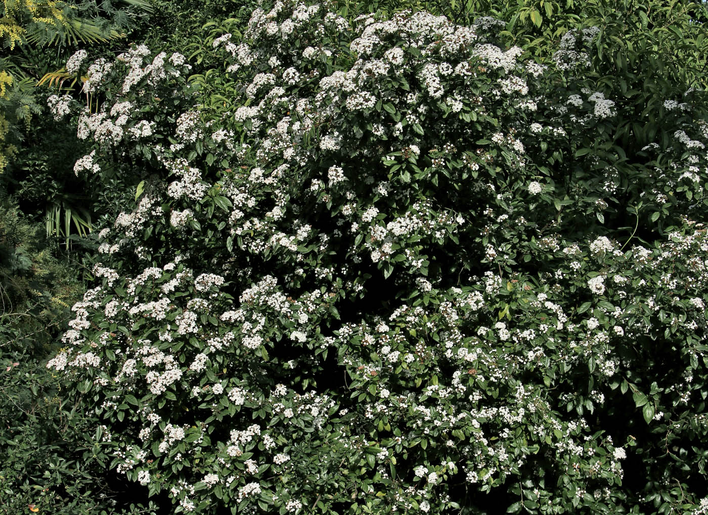 Image of Viburnum tinus specimen.