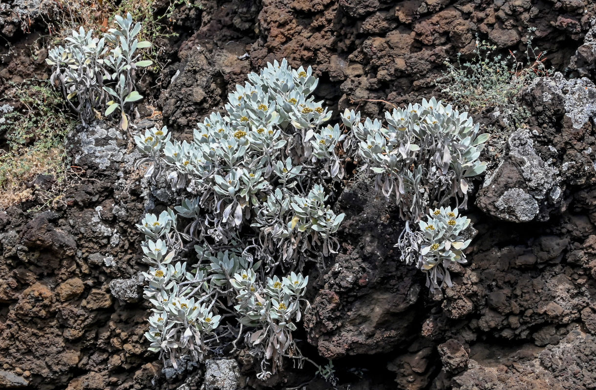 Image of Helichrysum obconicum specimen.