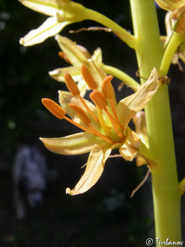 Изображение особи Eremurus thiodanthus.