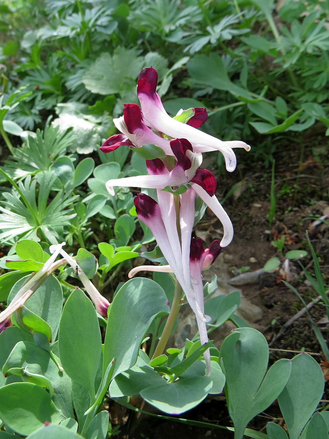 Image of Corydalis popovii specimen.