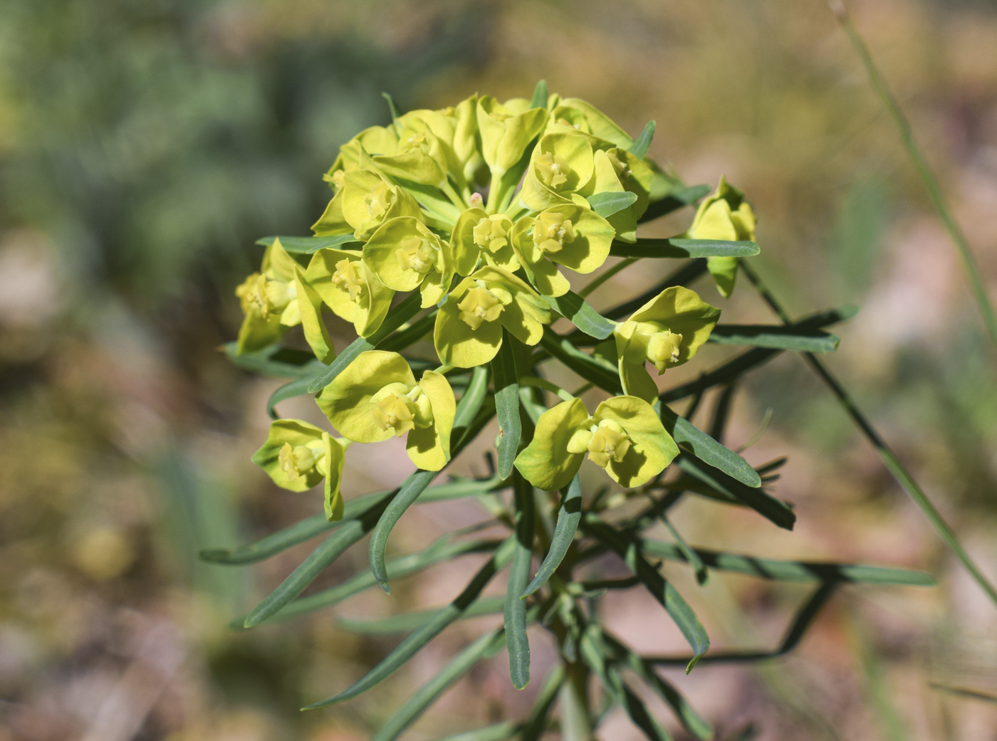 Изображение особи Euphorbia cyparissias.