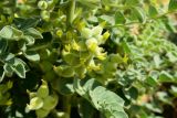Astragalus lehmannianus. Верхушка соцветия. Астраханская обл., Наримановский р-н, окр. с. Николаевка, бархан Большой Брат, опустыненная степь, участок подвижных песков. 04.06.2026.