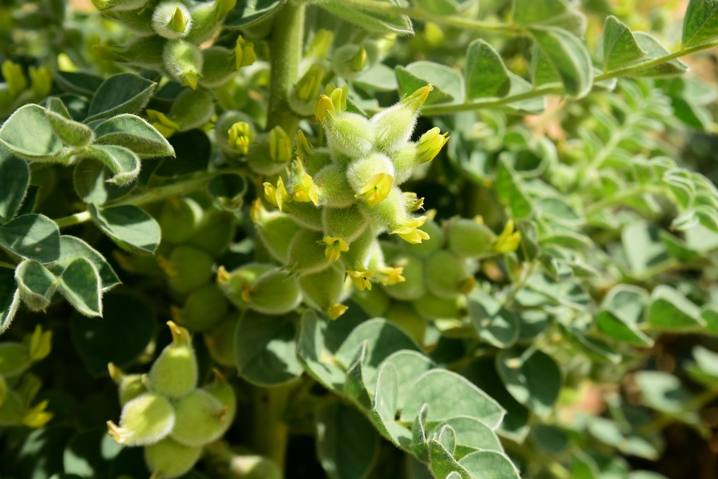 Image of Astragalus lehmannianus specimen.