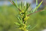 genus Rhamnus. Верхушка цветущей веточки. Грузия, край Самцхе-Джавахети, окраина с. Тмогви, окр. южного берега оз. Цунда, горная степь, ок. камня. 6 июня 2026 г.