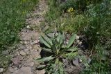 род Verbascum