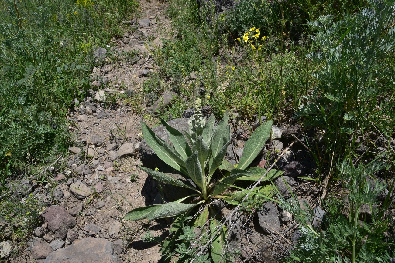 Image of genus Verbascum specimen.