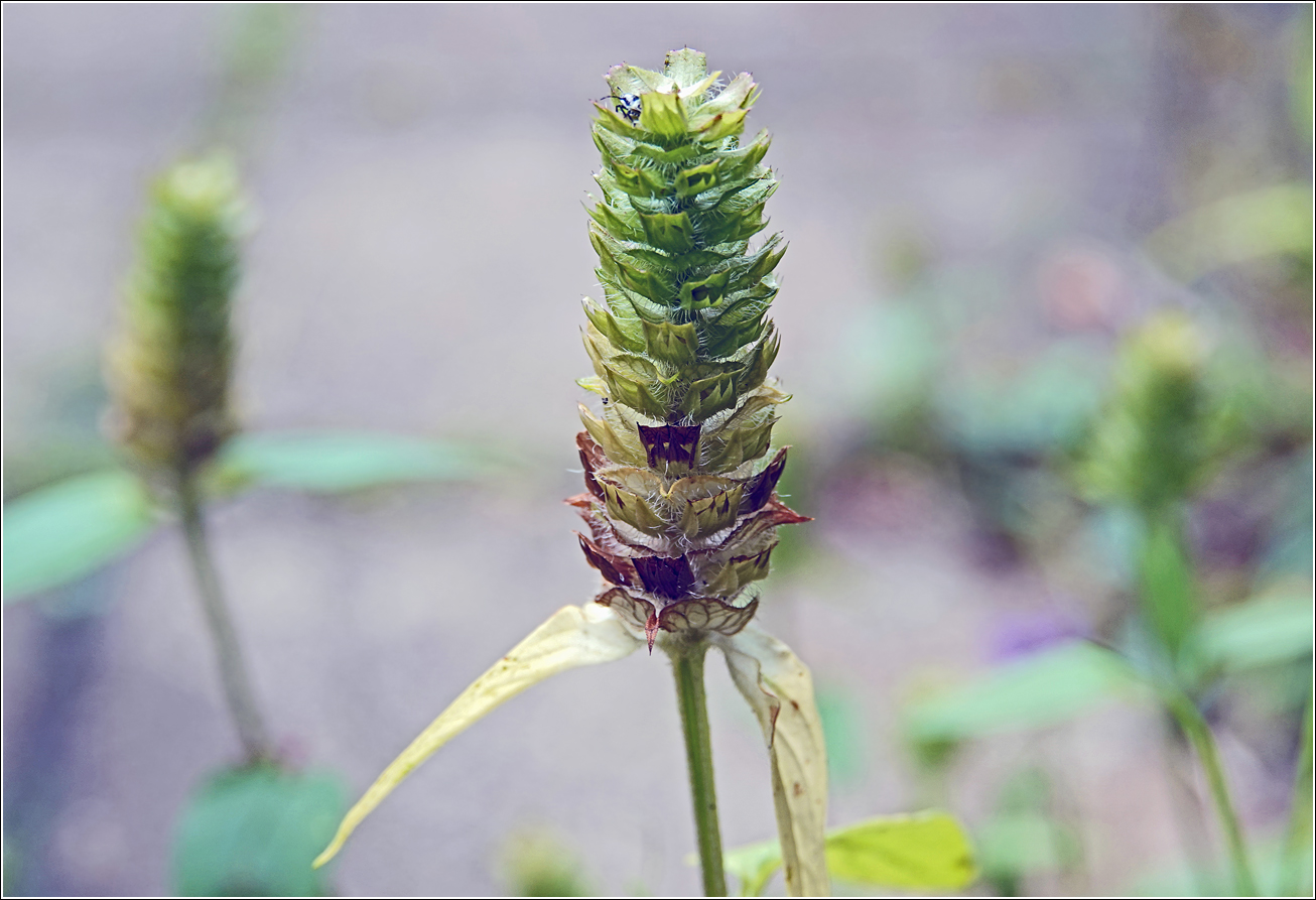 Image of Prunella vulgaris specimen.