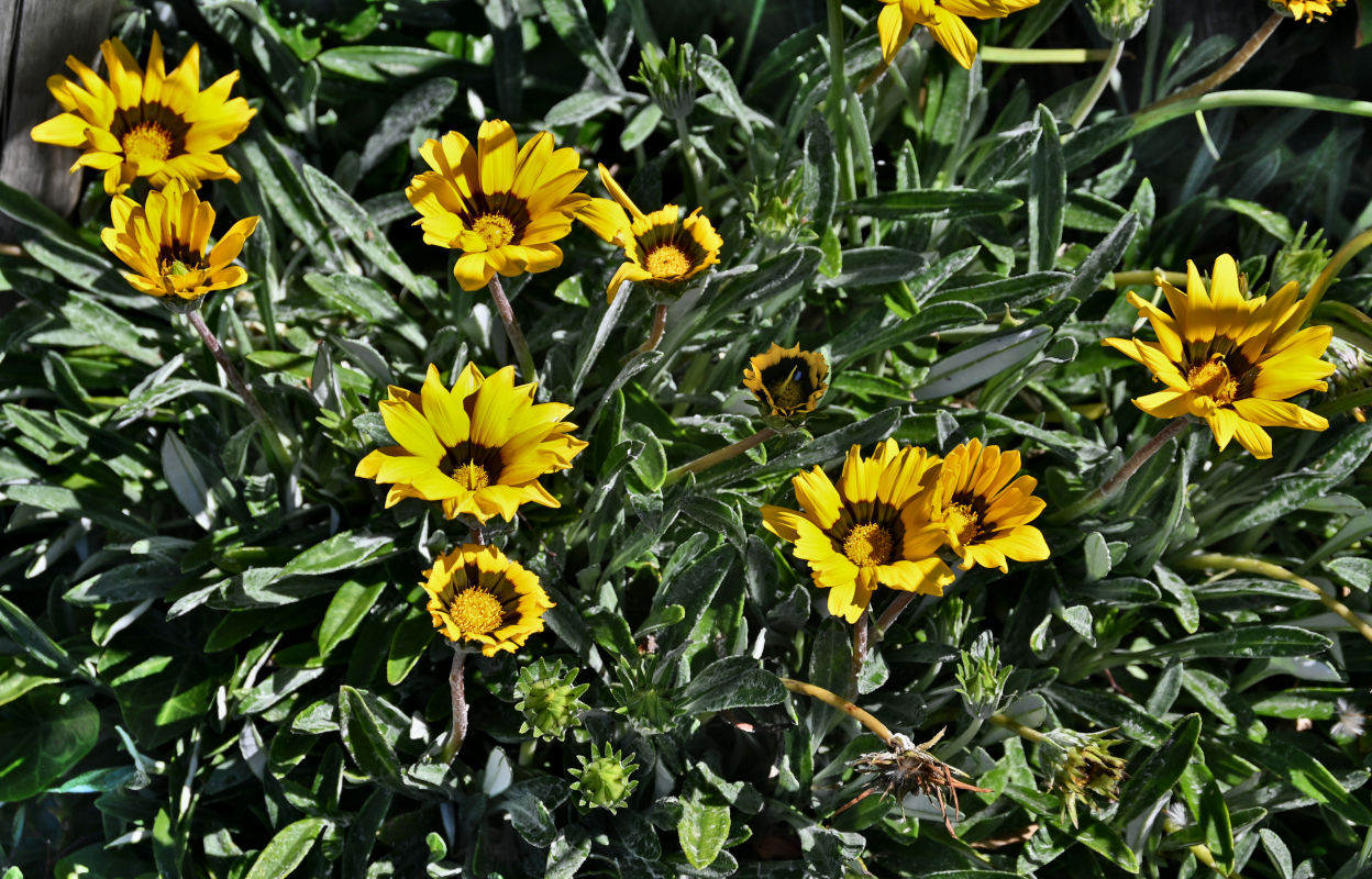Изображение особи Gazania × hybrida.